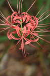 Magic lily <BR>Red spider lily